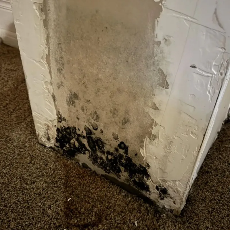 Professional Mold Removal in Fort Payne, AL